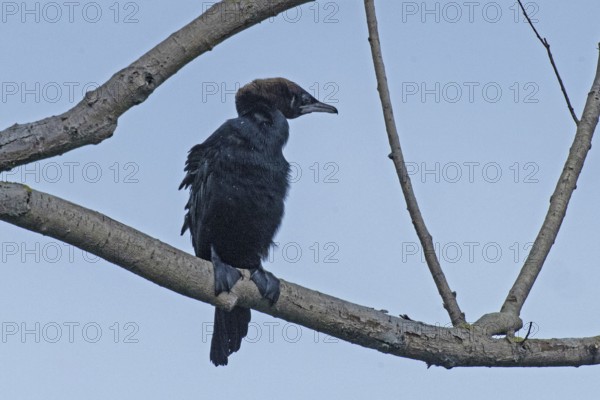 Pygmy Cormorant sitting on branch looking from front right in front of blue sky, Lake Neusiedl, Burgenland, Austria