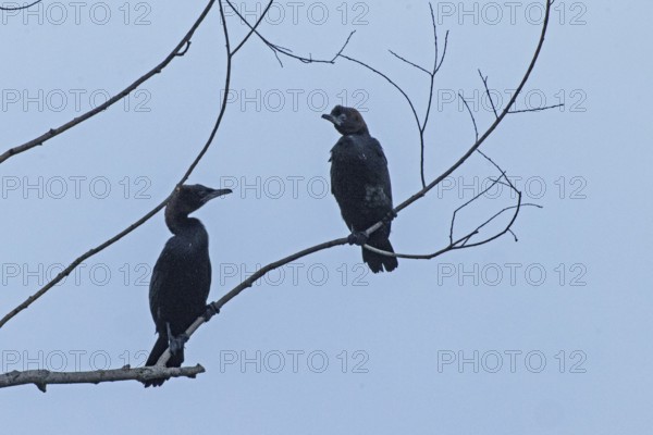Pygmy Cormorant two birds sitting on branches looking differently from the front in front of blue sky, Lake Neusiedl, Burgenland, Austria