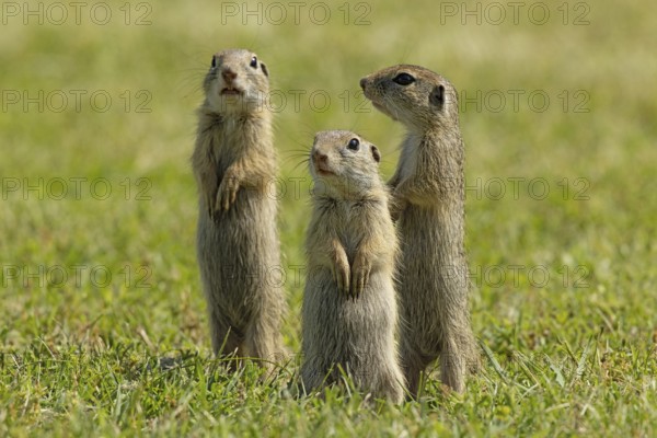 Ground squirrel three animals standing in green meadow looking different, Lake Neusiedl, Burgenland, Austria