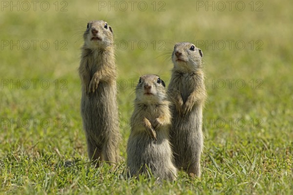 Ground squirrel three animals standing in a green meadow, Lake Neusiedl, Burgenland, Austria