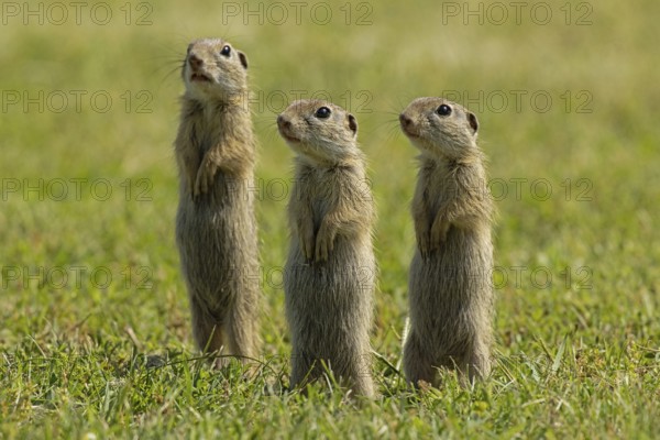 Ground squirrel three animals standing in green meadow looking different, Lake Neusiedl, Burgenland, Austria