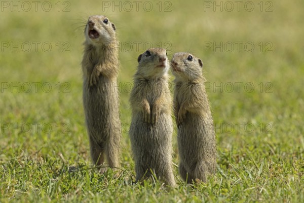 Ground squirrel three animals standing in green meadow looking different, Lake Neusiedl, Burgenland, Austria