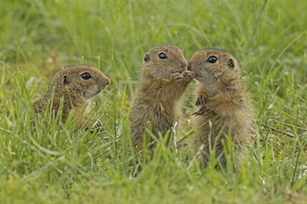 Ground squirrel three young animals standing in a green meadow, Lake Neusiedl, Burgenland, Austria