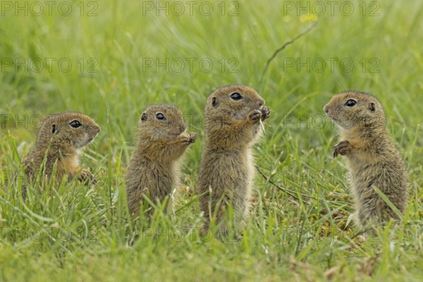 European ground squirrel four young standing in green meadow, Lake Neusiedl, Burgenland, Austria