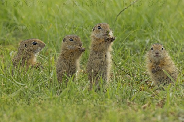 European ground squirrel four young standing in green meadow, Lake Neusiedl, Burgenland, Austria