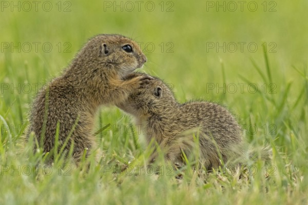 Squirrel two animals standing in a green meadow facing each other, Lake Neusiedl, Burgenland, Austria