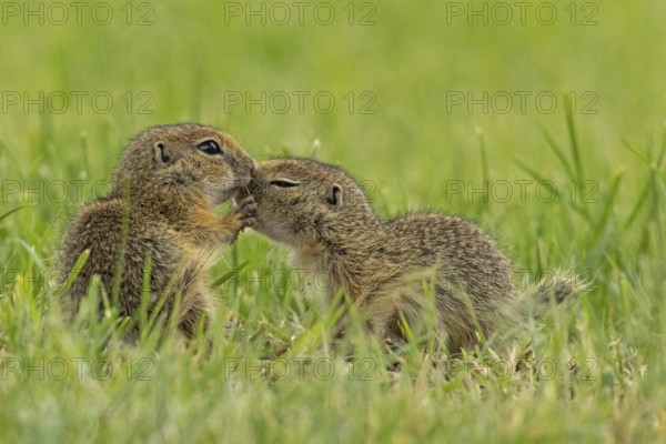 Squirrel two animals standing in a green meadow facing each other, Lake Neusiedl, Burgenland, Austria