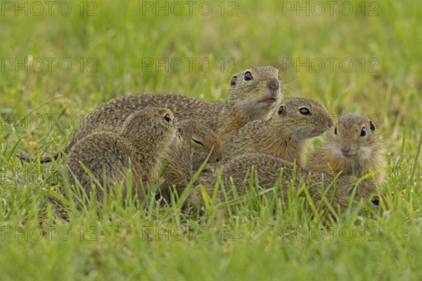 Squirrel family with old animal and five young standing in a green meadow, Lake Neusiedl, Burgenland, Austria
