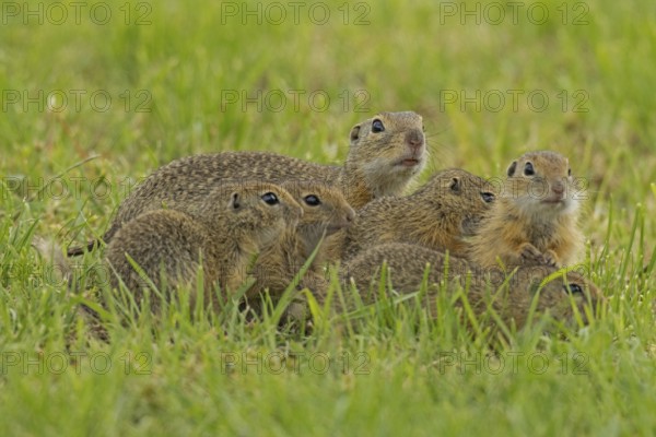 Squirrel family with old animal and five young standing in a green meadow, Lake Neusiedl, Burgenland, Austria
