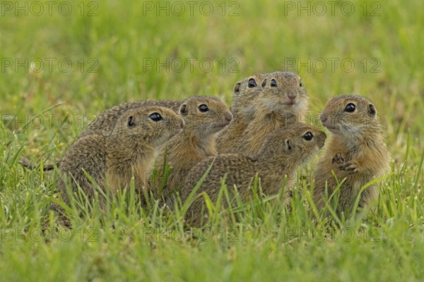 Squirrel family of five young animals standing in a green meadow, Lake Neusiedl, Burgenland, Austria