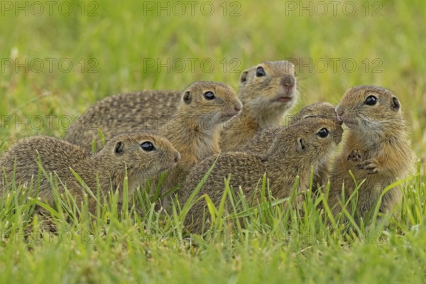 Squirrel family with old animal and five young standing in a green meadow, Lake Neusiedl, Burgenland, Austria