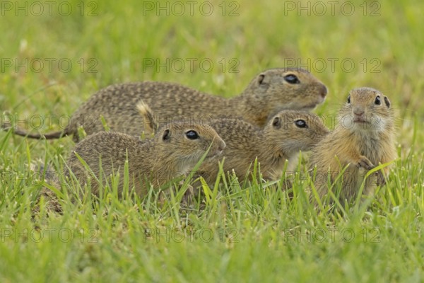 Squirrel family with adult and three young standing in a green meadow, Lake Neusiedl, Burgenland, Austria