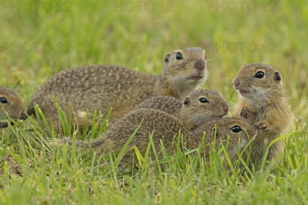 Squirrel family with adult and three young standing in a green meadow, Lake Neusiedl, Burgenland, Austria