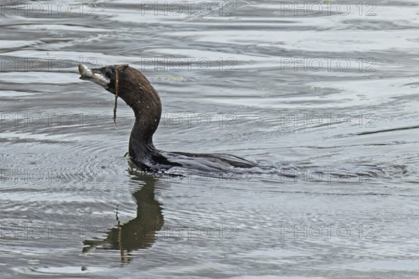 Pygmy Cormorant with fish in beak swimming in water looking left, Lake Neusiedl, Burgenland, Austria