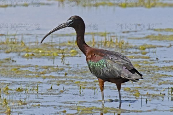 Glossy ibis standing in water looking left, Lake Neusiedl, Burgenland, Austria