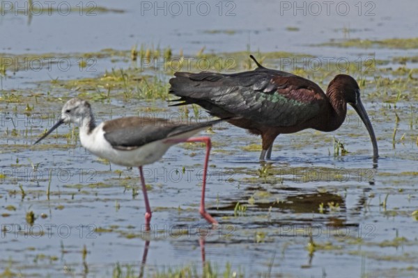 Glossy ibis standing in water looking right next to Black-winged Stilt standing looking left, Lake Neusiedl, Burgenland, Austria