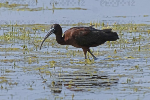 Glossy ibis with reflection in water with reflection standing looking left, Lake Neusiedl, Burgenland, Austria