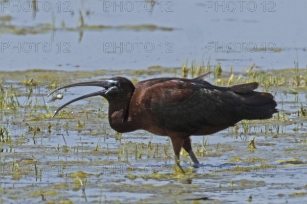 Glossy ibis with food in open beak standing in water looking left, Lake Neusiedl, Burgenland, Austria
