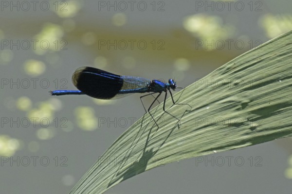 Blue-winged damselfly male with closed wings sitting on green stalk looking right, Lake Neusiedl, Burgenland, Austria