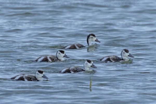 Shelduck five young birds swimming side by side in water on the right, Lake Neusiedl, Burgenland, Austria
