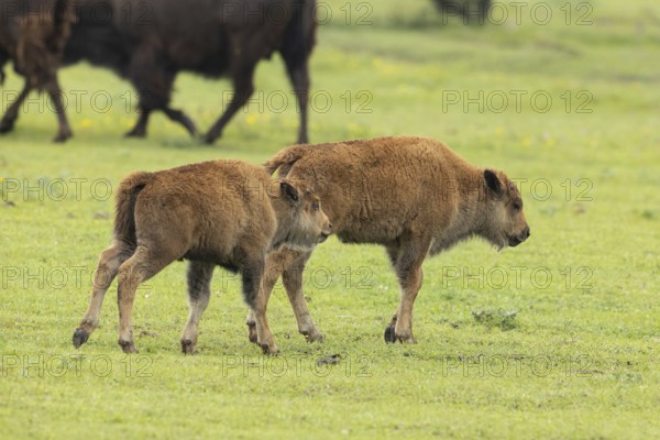 Bison two young animals standing next to each other in green meadow on the right, Lake Neusiedl, Burgenland, Austria