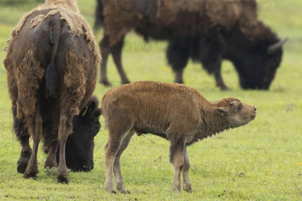 Bison young animal standing between two old animals in a green meadow on the right, Lake Neusiedl, Burgenland, Austria