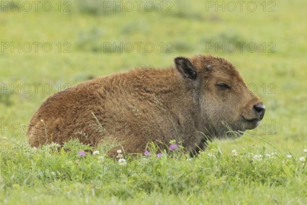 Bison young lying in green meadow looking right, Lake Neusiedl, Burgenland, Austria