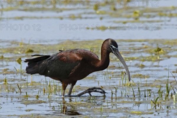 Glossy ibis walking in water looking right, Lake Neusiedl, Burgenland, Austria