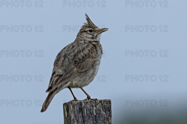 Crested lark standing on wooden post looking right in front of blue sky, Lake Neusiedl, Burgenland, Austria