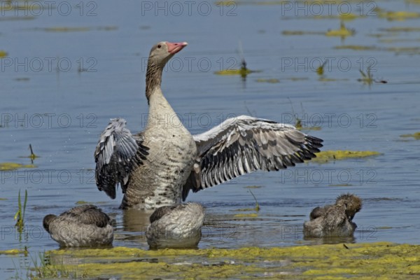 Greylag goose adult bird with open wings in front of three young birds standing in water looking from the front right, Lake Neusiedl, Burgenland, Austria