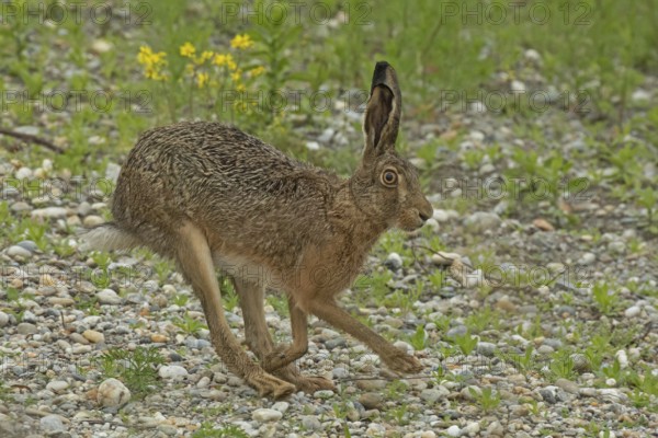 Brown hare jumping on gravel with green plants, looking right, Lake Neusiedl, Burgenland, Austria