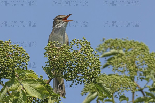 Great Reed Warbler with open beak sitting on branch with green leaves and green fruits singing from front right looking in front of blue sky, Lake Neusiedl, Burgenland, Austria