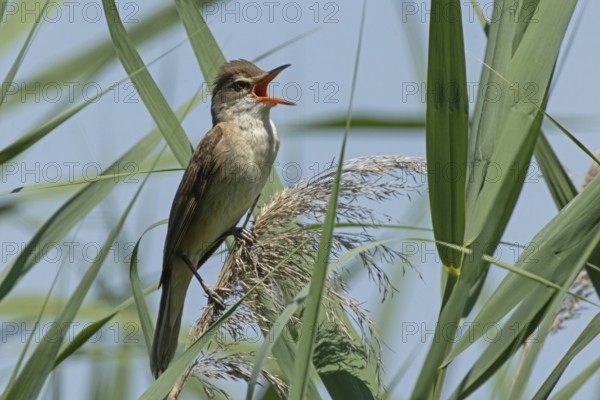 Great Reed Warbler with open beak sitting on reed frond between green leaves singing right looking in front of blue sky, Lake Neusiedl, Burgenland, Austria