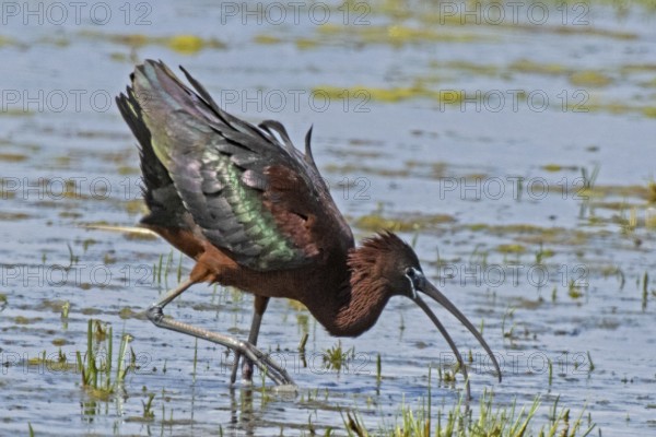 Glossy ibis with open beak and spread plumage standing in water looking right, Lake Neusiedl, Burgenland, Austria