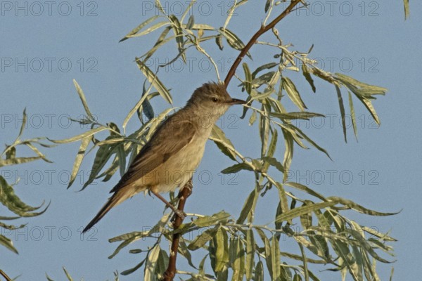 Great Reed Warbler sitting on branch with green leaves looking right in front of blue sky, Lake Neusiedl, Burgenland, Austria