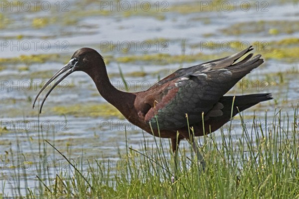 Glossy ibis with open beak and open wings standing in water looking left, Lake Neusiedl, Burgenland, Austria