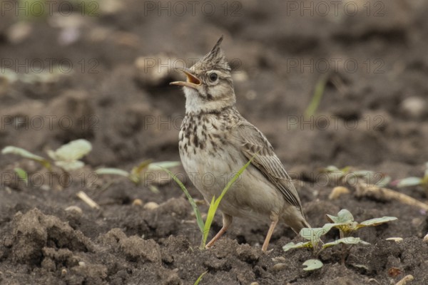 Crested lark with open beak standing in field looking left, Lake Neusiedl, Burgenland, Austria