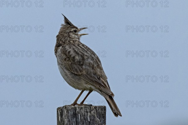 Crested lark standing on wooden post looking back from behind right in front of blue sky, Lake Neusiedl, Burgenland, Austria