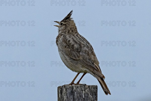 Crested lark with open beak standing on wooden post looking left in front of blue sky, Lake Neusiedl, Burgenland, Austria