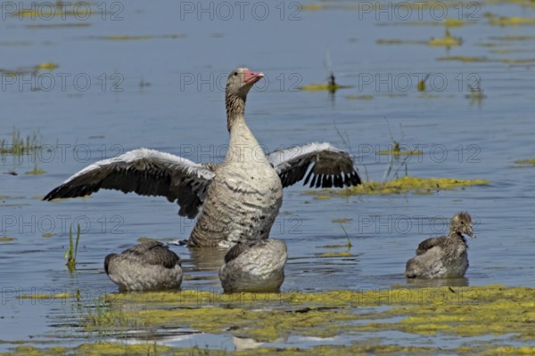 Greylag goose adult bird with open wings in front of three young birds standing in water looking from the front right, Lake Neusiedl, Burgenland, Austria