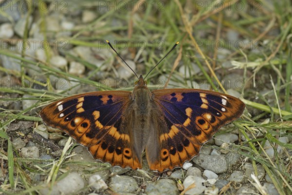 Lesser purple emperor Red-winged emperor with open wings sitting on gravel with green stalks from behind, Lake Neusiedl, Burgenland, Austria