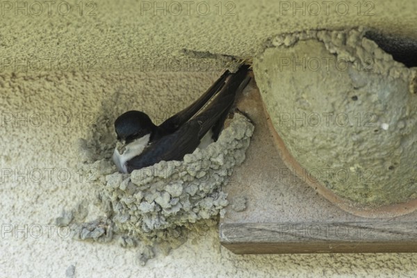 House martin with nesting material in beak sitting in nest looking left, Lake Neusiedl, Burgenland, Austria