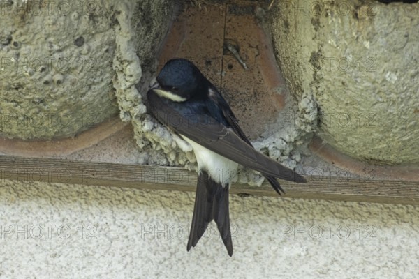 House martin sitting in a started nest looking left, Lake Neusiedl, Burgenland, Austria