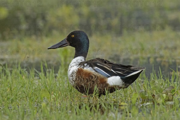 Male shoveler standing in green meadow looking left, Lake Neusiedl, Burgenland, Austria