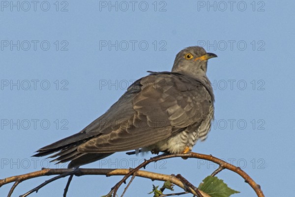 Cuckoo sitting on branch looking right in front of blue sky, Lake Neusiedl, Burgenland, Austria