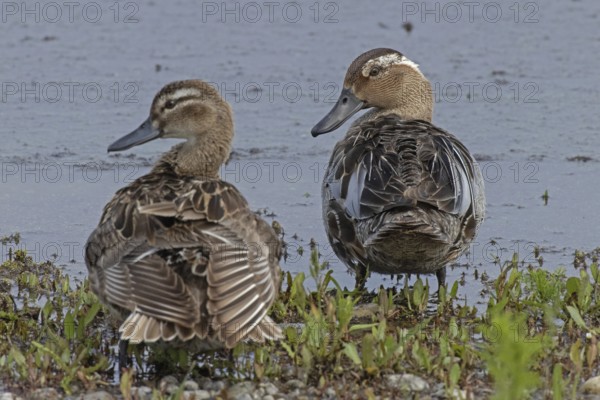 Garganey male and female standing next to each other on the water's edge, Lake Neusiedl, Burgenland, Austria