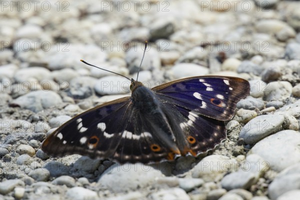 Lesser purple emperor Red emperor butterfly with open wings sitting on gravel from behind, Lake Neusiedl, Burgenland, Austria