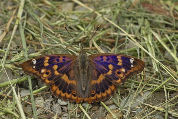 Lesser purple emperor Red-winged emperor with open wings sitting on gravel with green stalks from behind, Lake Neusiedl, Burgenland, Austria