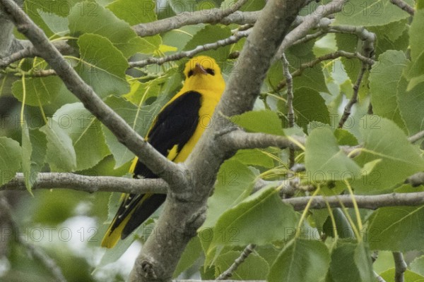 Male oriole sitting on a branch between green leaves looking from the front right, Lake Neusiedl, Burgenland, Austria