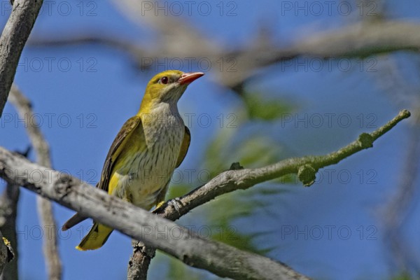 Female oriole sitting on branch looking from the front right in front of blue sky, Lake Neusiedl, Burgenland, Austria